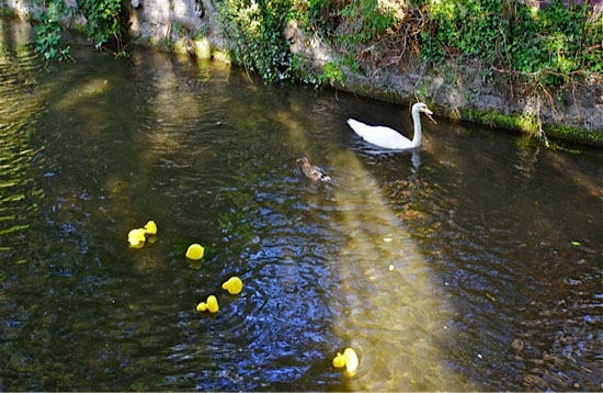 bemused ducks and swan