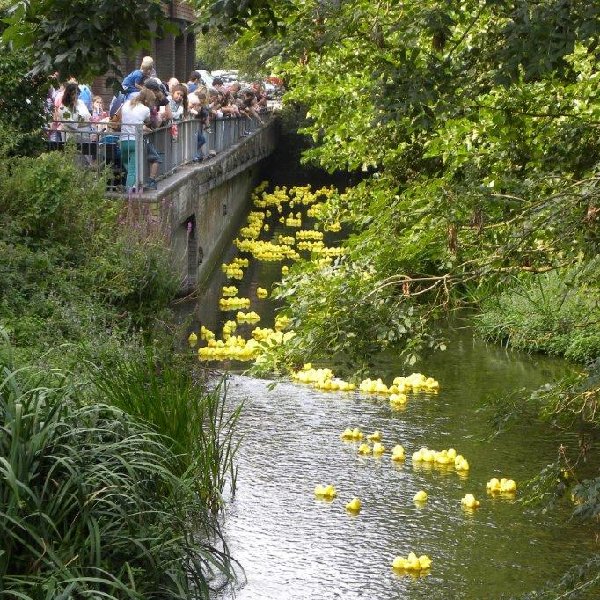 ducks racing down the river Allen