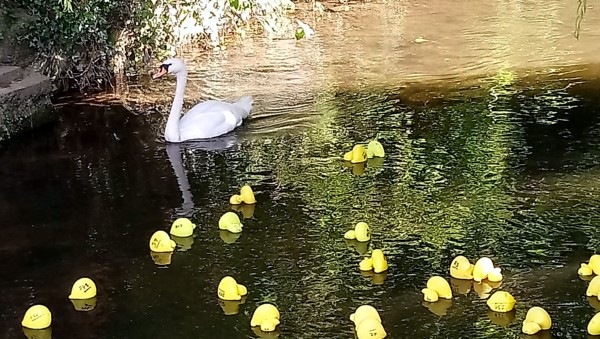 The resident swan dodges the plastic flotilla